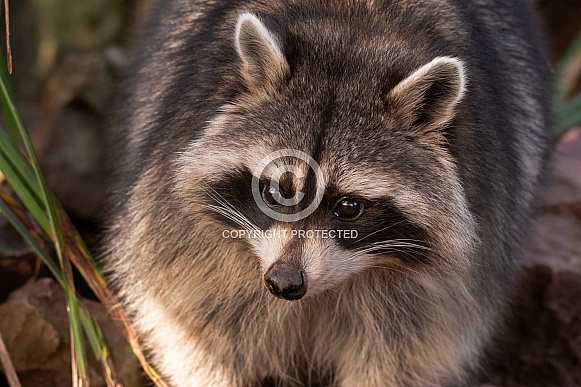 Raccoon Close Up Raccoon Close Up