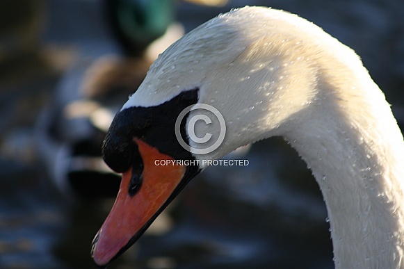 Mute Swan Mute Swan