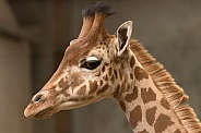 Young Kordofan Giraffe Side Profile