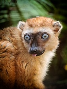 Bleu Eyed Black Lemur Female