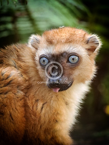 Bleu Eyed Black Lemur Female