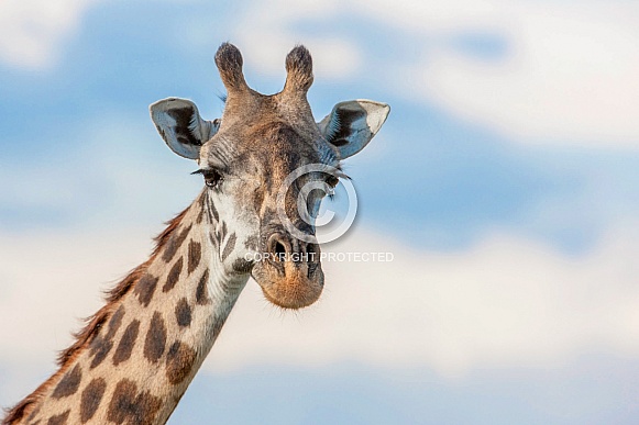 Giraffe close-uo