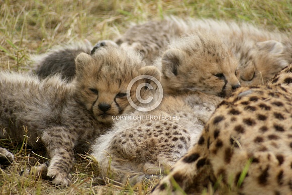 Cheetah Cubs Cheetah Cubs
