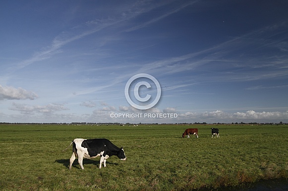Dutch Cow and Cows