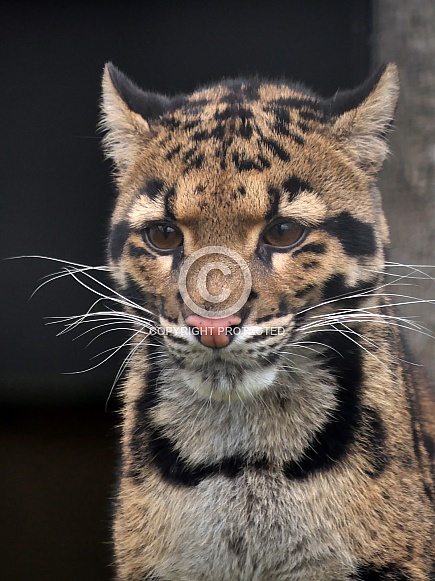 Clouded leopard Clouded leopard