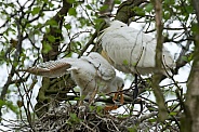 The Eurasian spoonbill