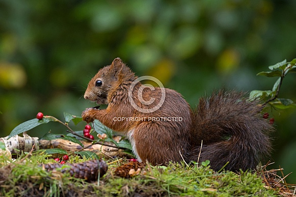 Red Squirrel Red Squirrel