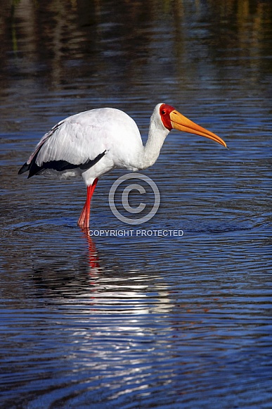Yellow-billed Stork - Okavango Delta - Botswana