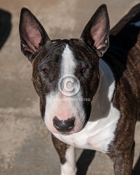 Brindle bull terrier outdoor portrait