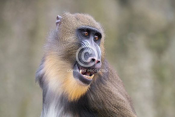 Mandrill (Mandrillus sphinx)