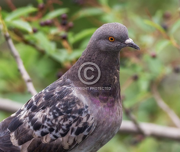 Rock dove Rock dove