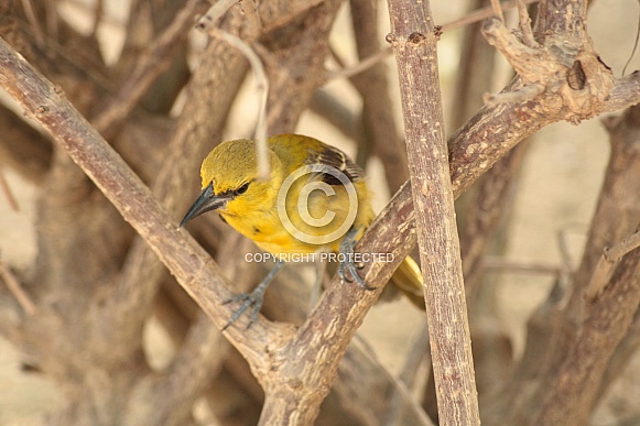 Orchard Oriole