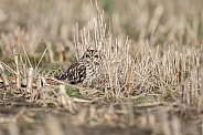 The short-eared owl (Asio flammeus)