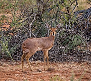 Steenbok gazelle