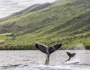 Humpback Whale Tails