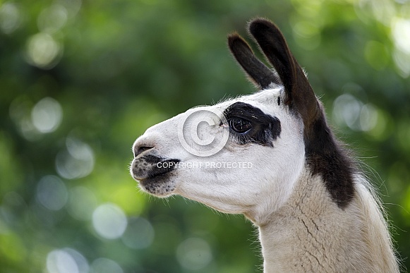 Llama (Lama Glama)