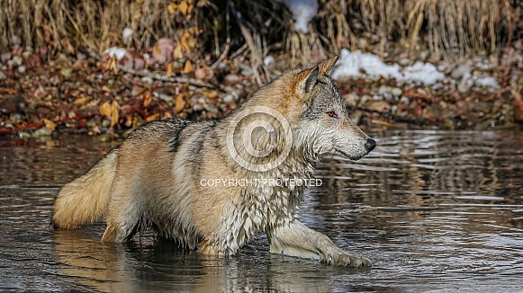 Gray or grey wolf in winter