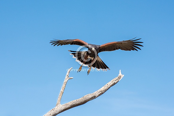 Harris's Hawk in Flight #1 Harris's Hawk in Flight #1