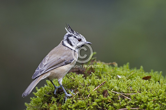 The crested tit or European crested tit