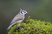 The crested tit or European crested tit