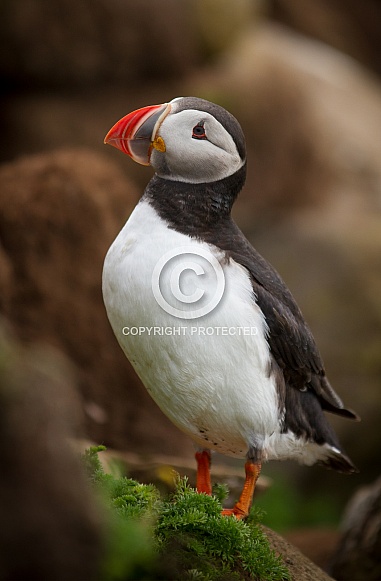 Puffin the birds from the arctic.