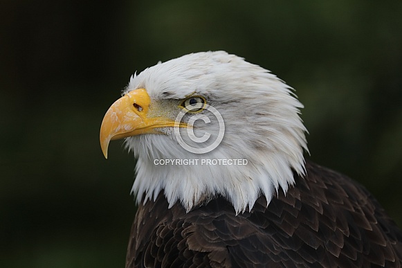 Steller's  sea eagle