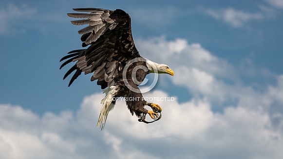 Bald Eagle
