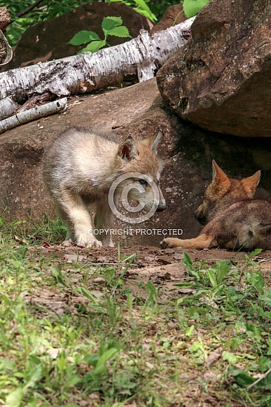 Wolf and Wolf Pups