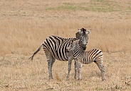 Zebra and foal (wild)
