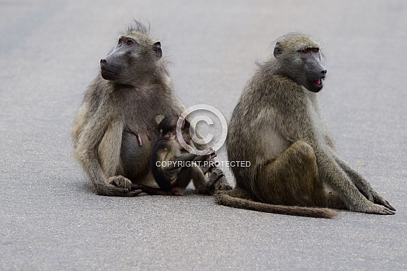 Baboon