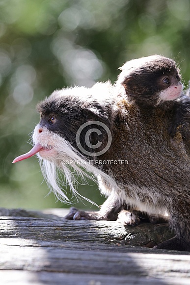 Emperor Tamarin (Saguinus Imperator)