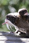 Emperor Tamarin (Saguinus Imperator)
