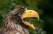 European sea eagle