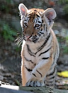 Amur Tiger Cub