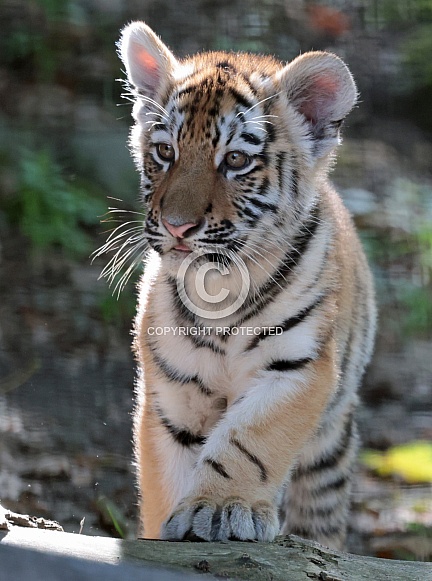 Amur Tiger Cub
