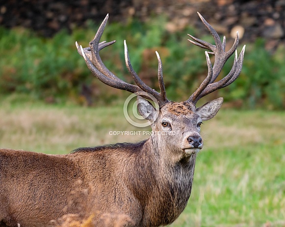 Red Deer Stag