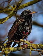 Starling