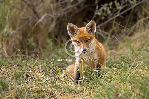 Young red fox cub in nature