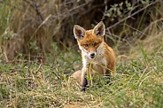 Young red fox cub in nature