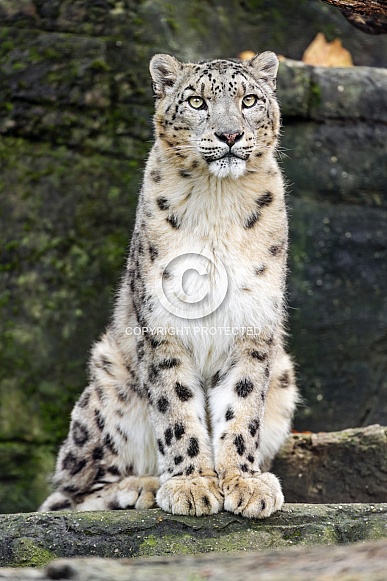 Snow leopard sitting