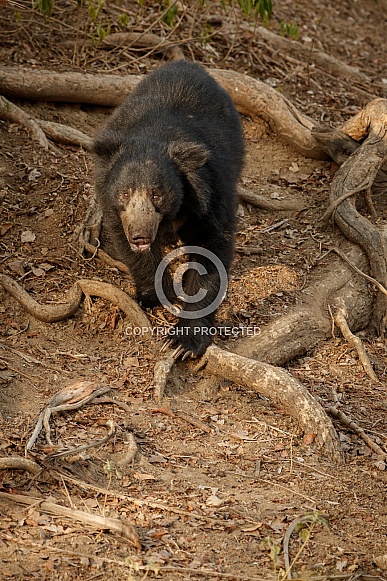 Sloth bear in the nature habitat.