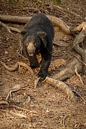 Sloth bear in the nature habitat.