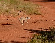 Meerkat Crossing