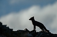 Arctic fox