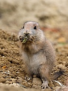 Black tailed prairie dog (Cynomys ludovicianus)