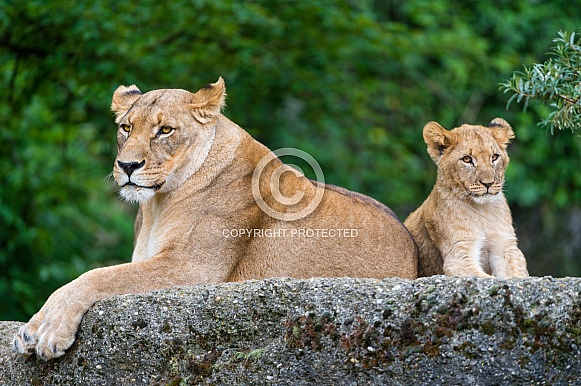 Lioness and Cub