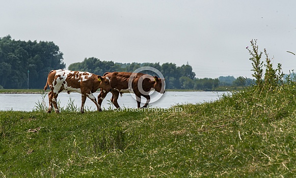 Dutch red Holstein cow