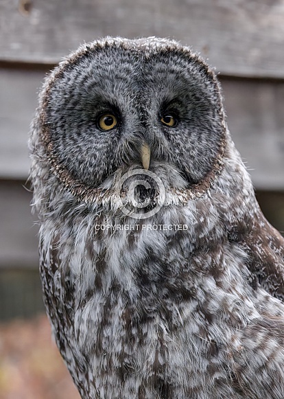Great Grey Owl