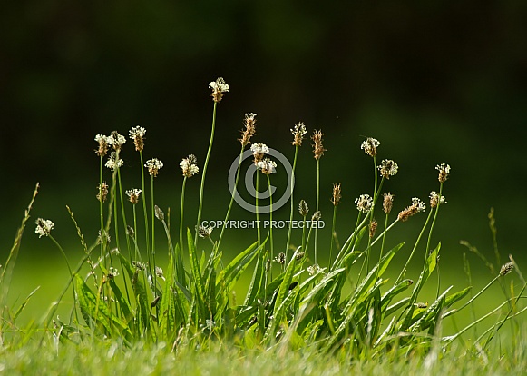 Ribwort Plantain Ribwort Plantain