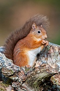 Red Squirre